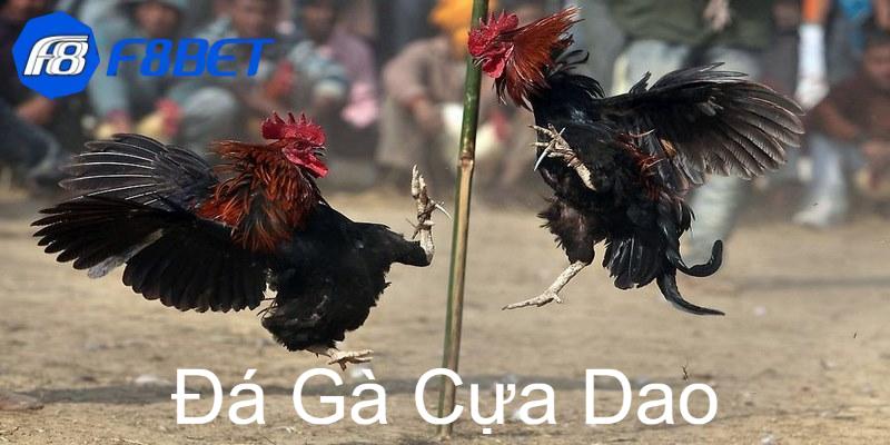 da ga cua dao 0